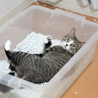驚きすぎるネコ　　とむさん