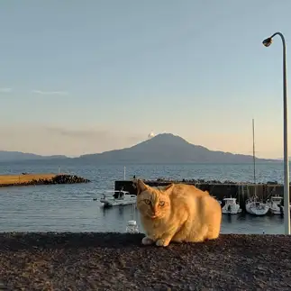 ポーズをとる猫（桜島と錦江湾）すぎるネコ　　是枝実さん