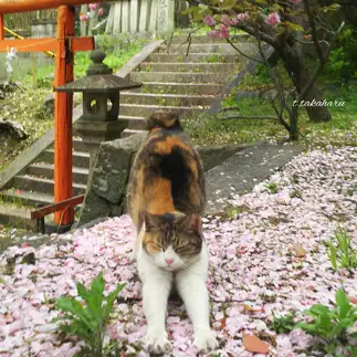 桜?絨毯を１人占めしすぎるネコ　　t.takaharuさん