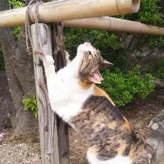 竹が落ちてくるかもって心配しすぎるネコ　　t.takaharuさん