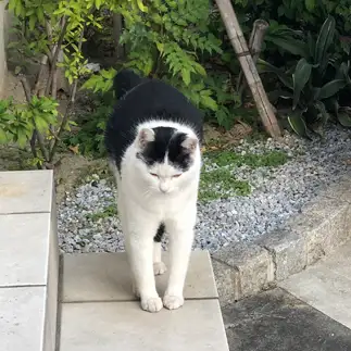 礼儀正しすぎるネコ　　ちなみさん