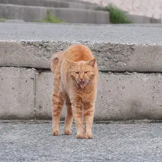 全力あっかんべーすぎるネコ　　ゆずなつさん