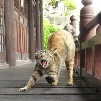 無理して犯人を追っかけしすぎるネコ　　t.takaharuさん