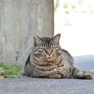 中尾彬すぎるネコ　　仙城 彩漓さん