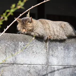 モノレールすぎるネコ　　仙城 彩漓さん
