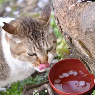 桜酒が美味すぎるすぎるネコ　　仙城 彩漓さん