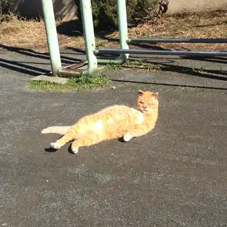 オジサンぽすぎるネコ　　じゅんさん