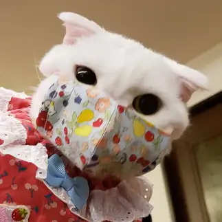 コロナが怖すぎるネコ　　らぶにゃんこさん