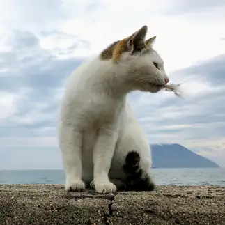 おやつが減ってため息が見えすぎるネコ　　ねこたろうさん