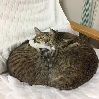 座布団すぎるネコ　　やすだあきこさん