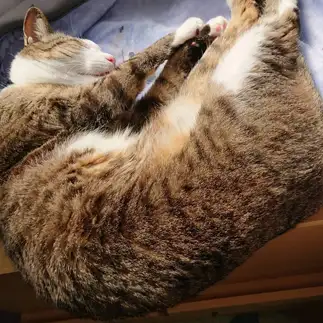 ナイスバランスすぎるネコ　　よねこさん