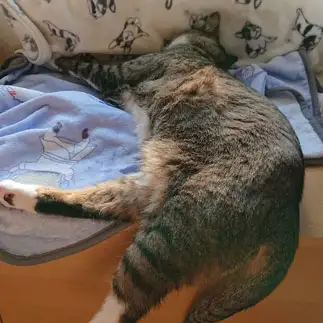 断崖絶壁すぎるネコ　　よねこさん