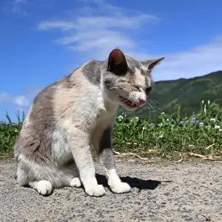 思い出し笑いが我慢できなすぎるネコ　　tzkrsatoruさん