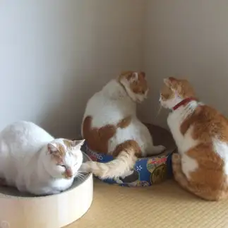 無関心すぎるネコ　　sirasuさん