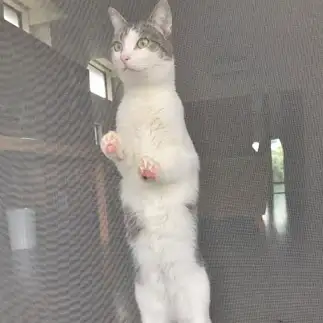 長すぎるネコ　　カンコロさん