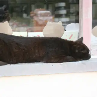 黒ナマコすぎるネコ　　おいにゃんさん