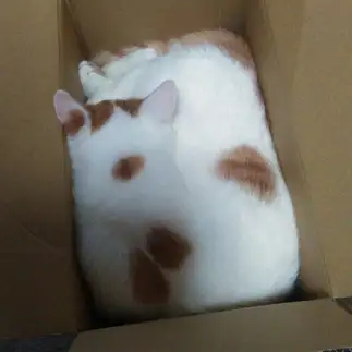 四角くすぎるネコ　　ウーロンママさん