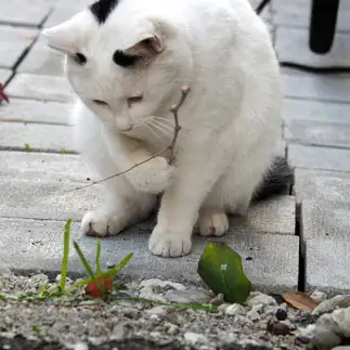 釣りの練習に夢中すぎるネコ　　黒猫カレンさん