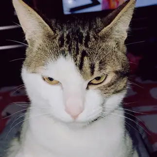 にらみすぎるネコ　　おこにゃんさん