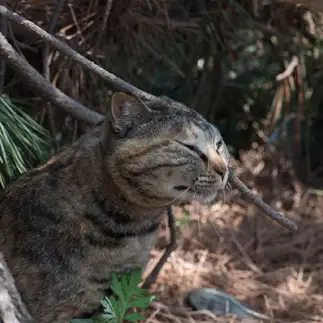 パンスト被ってないのに被ったように見えすぎるネコ　　karukan_catさん