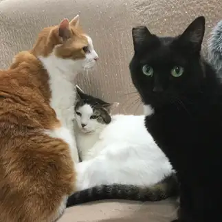 三密すぎるネコ　　ゆきぼんさん