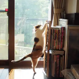 ジャンプに自信がなさすぎるネコ　　kuroneko_120さん