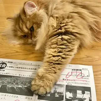 100点に太鼓判を押したがりすぎるネコ　　中尾亜希さん