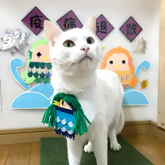 アマビエ様に頼りすぎるネコ　　ゆきどん・ユキドンさん