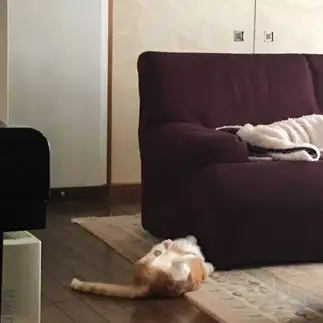 無防備すぎるネコ　　めだまつさん