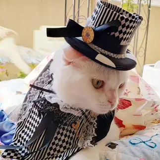 宝塚の男役さんになりたすぎるネコ　　らぶにゃんこさん