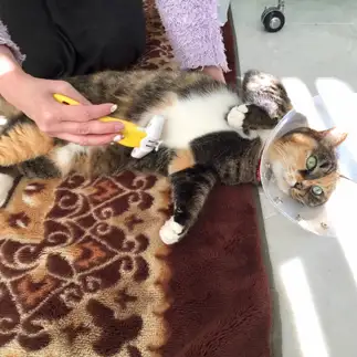 まな板の上の鯉になりすぎるネコ　　しゃろんさん