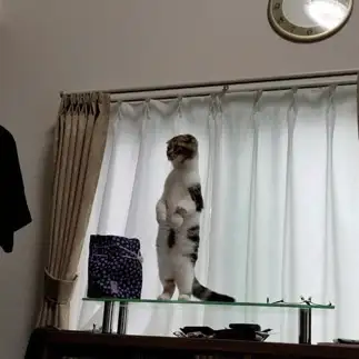 二足歩行すぎるネコ　　はぴ&ねすさん