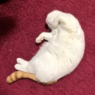 エビすぎるネコ　　はぴ&ねすさん