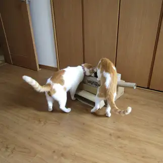 猫戦車が気になりすぎるネコ　　sirasuさん