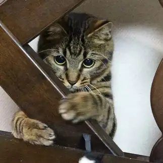 反省しすぎるネコ　　さちりんさん