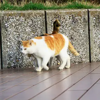 密会・激写すぎるネコ　　れみぞーさん