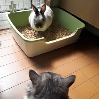 猫用トイレ前で、ウサギの出待ちを待ち望みすぎるネコ　　レイラさん