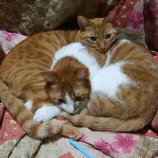 融合しすぎるネコ　　猫部屋の女将さん