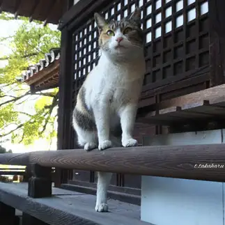 足を長く見せようとしすぎるネコ　　t.takaharuさん