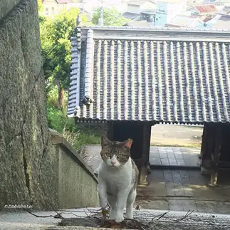 一生懸命さが伝わってきすぎるネコ　　t.takaharuさん
