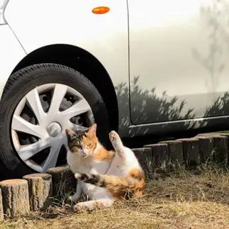 キャンギャルの品格すぎるネコ　　ねこたろうさん