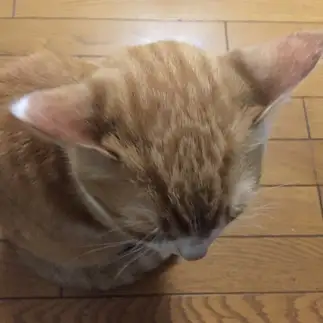 床の模様を吸収して一体化しようとしすぎるネコ　　にくきゅうさん