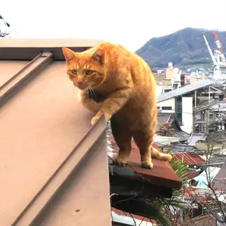 重すぎて屋根が落ちないか緊張しすぎるネコ　　t.takaharuさん