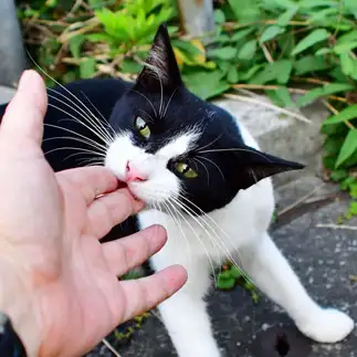 カミカミが好きすぎるネコ　　masukiyo さん