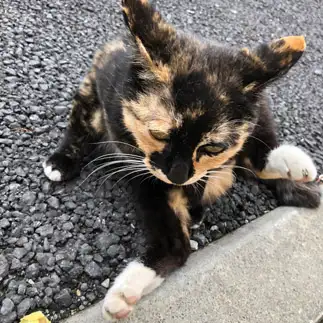 ヤンキーな猫すぎるネコ　　たぁー＆みぃさん