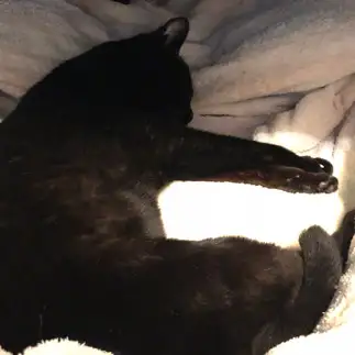 「ヒ」すぎるネコ　　くろねここさん