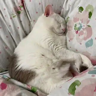 おにぎりすぎるネコ　　Nakoさん