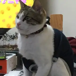 遠山の金さんに憧れすぎるネコ　　あっしーさん