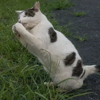 ボーカルすぎるネコ　　サトウヒロキさん
