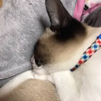しゃくれすぎるネコ　　りーさん